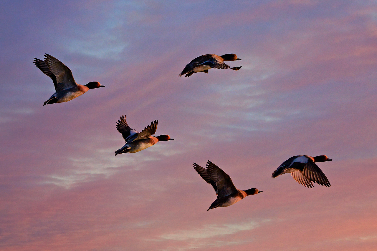Die 7 besten Cloud-Migration-Berater in Hamburg für Mittelständler 2026